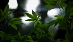 Telehorse Cannabis